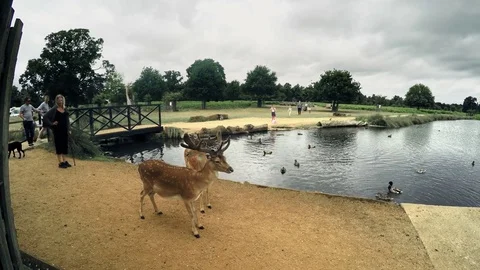 Two deers surrounded and scared by the people in a park Stock Footage 80067409