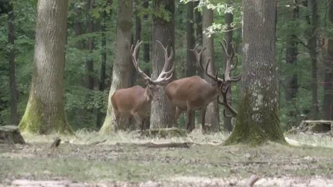 Two deers walking in forest Stock Footage 246275246