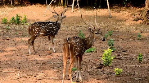Two deers watching a money doing a parkour move behind Stock Footage 108726290