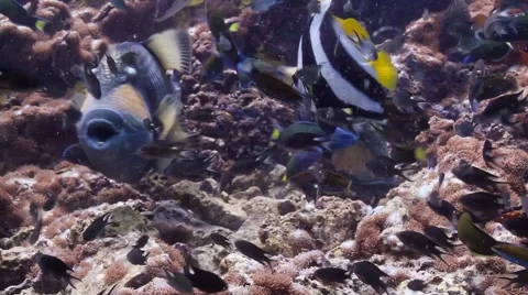 Two defensive Titan triggerfish Stock Footage 58308576