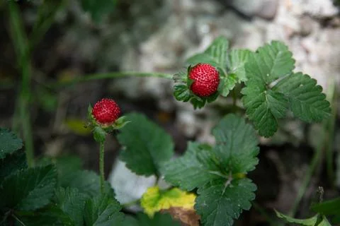 Two delicate and aromatic wild strawberry fruits, surrounded by green leaves, Stock Photos