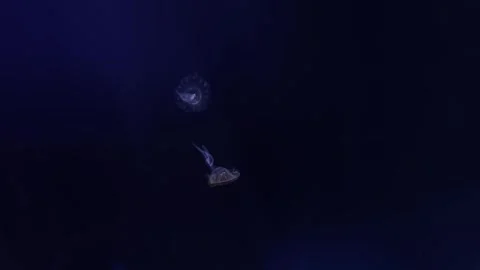 Two delicate jellyfish drift gracefully through the dark, deep blue waters of an Stock Footage 291841353