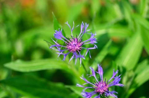 Two delicate purple cornflowers bloom vibrantly amidst lush green foliage o.. Foto stock