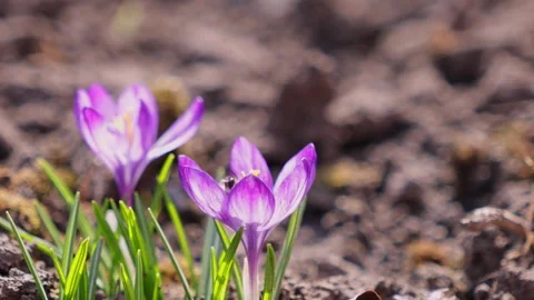 Two delicate purple crocus flowers blooming in the dark soil during early s.. 库存影片 339851047