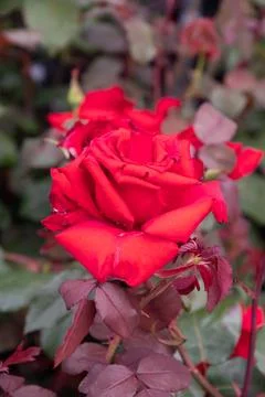 Two delicate red roses in full bloom against the background of green leaves Stock Photos