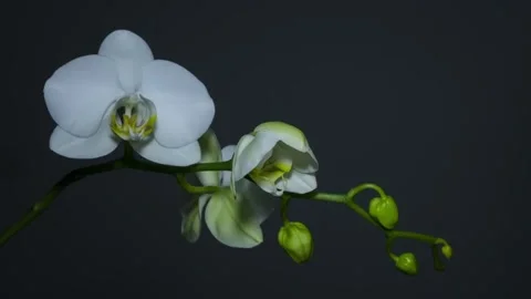 Two delicate white orchids bloom against a dark, moody background Stock Footage 321596793
