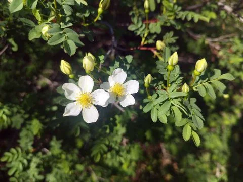 Two delicate white wild roses in full bloom, showcasing bright yellow cente.. Stock Photos