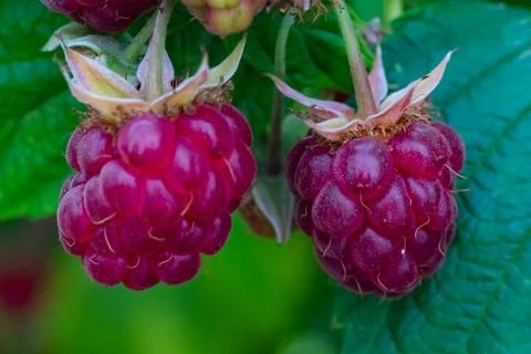 Two delicious raspberry berries hang on a bush branch against a leaf backgrou Stock Photos