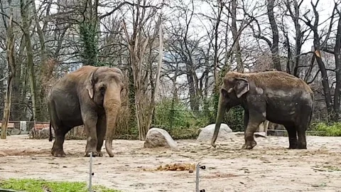 Two depressed elephants feeling uneasy grazing food in a zoo. Wild animals Stock Footage 141685619