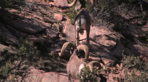 Two desert bighorn sheep rams work there way up a mountain Stock Footage 55732545