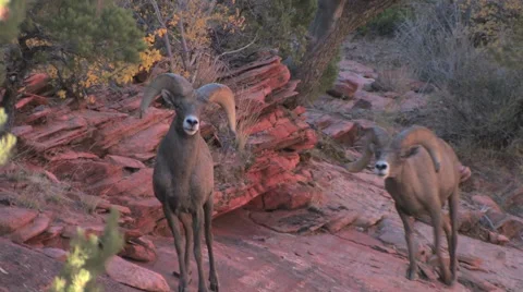 Two desert bighorn sheep rams walk toward the camera to investigate Stock-Footage 55734635