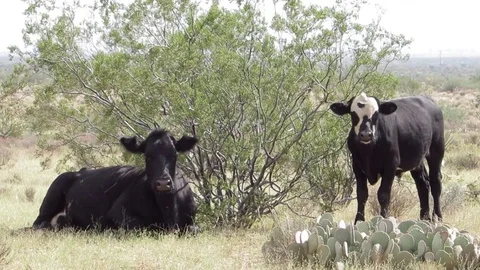 Two desert cows resting taking shade near a Chaparral Creosote shrub bush plant Video stock 80179595