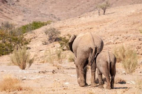 Two Desert Elephants in Namibia Stock Photos