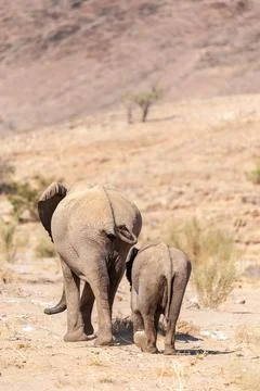 Two Desert Elephants in Namibia Stock Photos