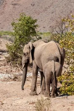Two Desert Elephants in Namibia Stock Photos