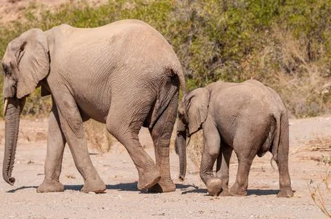 Two Desert Elephants in Namibia Stock Photos