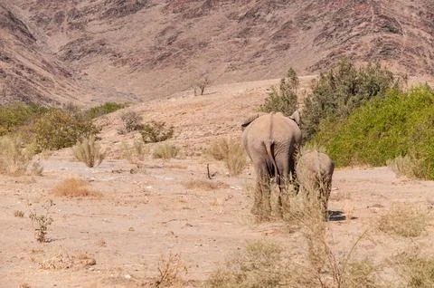 Two Desert Elephants in Namibia Stock Photos