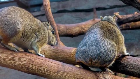 Two desert ground squirrels on a tree Stock Footage 297545130