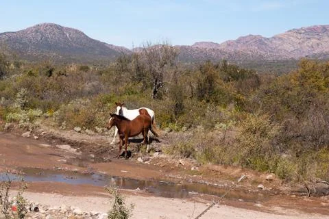 Two desert horses Stock Photos