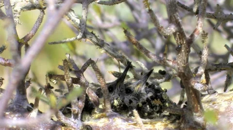 Two Desert Hummingbird Chicks Rest All but Their Bills 스톡 동영상 41517039