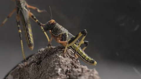 Two Desert Locusts in a macro shot Stock Footage 249894855
