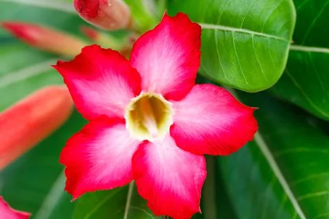 Two desert rose flowers with green leaves in tropical garden Stock Photos