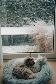 Two Devon Rex cats cuddling in front of a snowy landscape Stock Photos