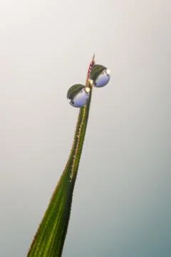 Two Dew Drops on a Grass Blade Stock Photos