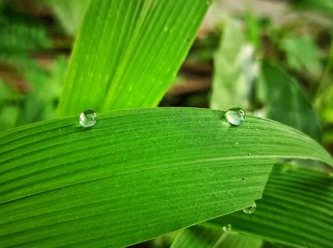 Two dews Stock Photos