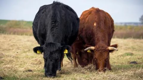 Two Dexter Cows Graze Side by Side in a Field Stock Photos