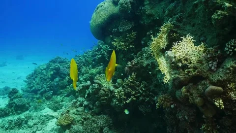 Two Diagonal Butterflyfish and Reef Fish Swimming Over Vibrant Coral Reef Stock Footage 316689087