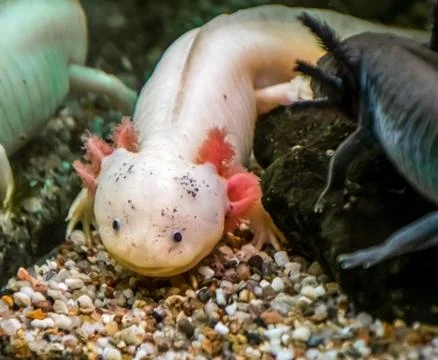 Two different axolotls Stock Photos