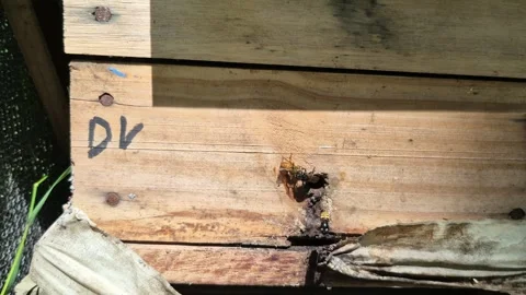Two Different Bee Species Fighting at Hive Entrance in 8k Stock Footage 306029689