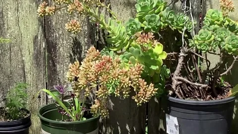 Two Different Bees Pollinating Close To Each Other 스톡 동영상 289024815