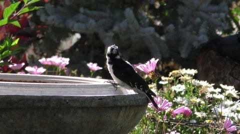 Two different birds enjoy a water bath on sunny afternoon in a colorful garde Video stock 67722402