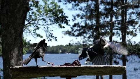 Two different birds face off over some food. Video stock 148676406