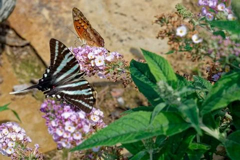 Two different butterflies on a flower Stock Photos