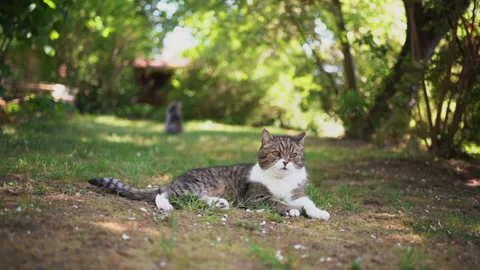 Two different cats in nature Stock Footage 140448494