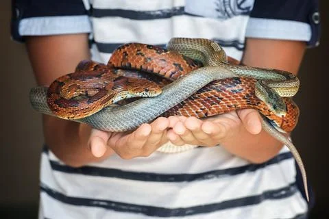 Two different colored corn snakes in childs hands Stock Photos