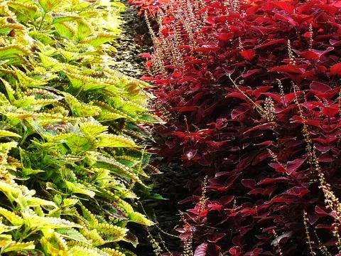 Two different colored plants, one green and one red Stock Photos