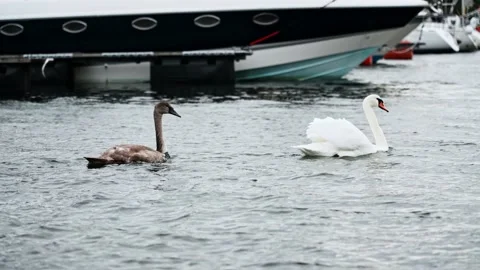 Two different colored swans swim between the anchored boats. Stock Footage 219034517