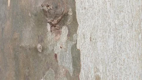 Two different colors on the square of one tree tree Stock Photos
