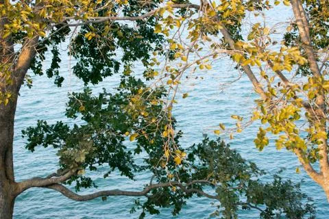 Two different colour trees touching each other behind a lake ,forming a beaut Stock Photos