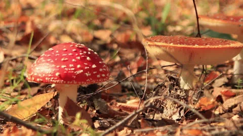 Two different fly agaric Stock Footage 24687721