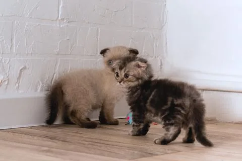 Two different kittens are standing on the floor near the wall and looking awa Foto stock