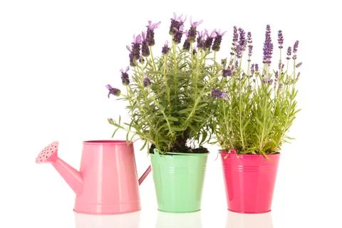 Two different Lavender Foto stock