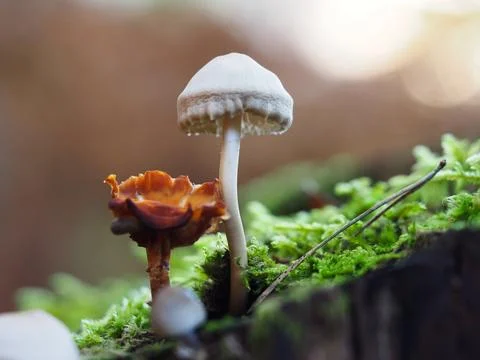 Two different mushrooms Stock Photos