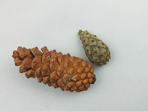 Two Different Pine Cones on White Background Natural Still Life Stock Photos