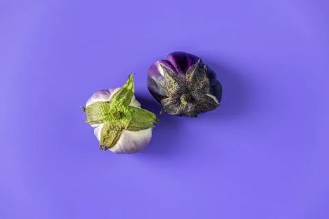 Two different raw fresh eggplant on violet background. Concept of green house Stock Photos