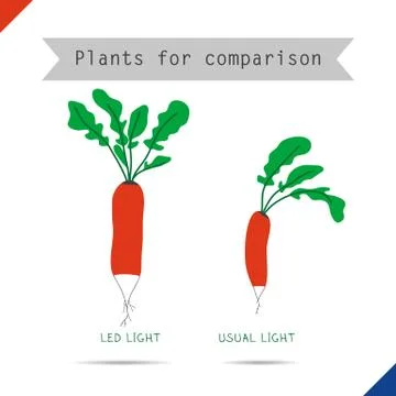 Two different sizes of radishes Stock Illustration